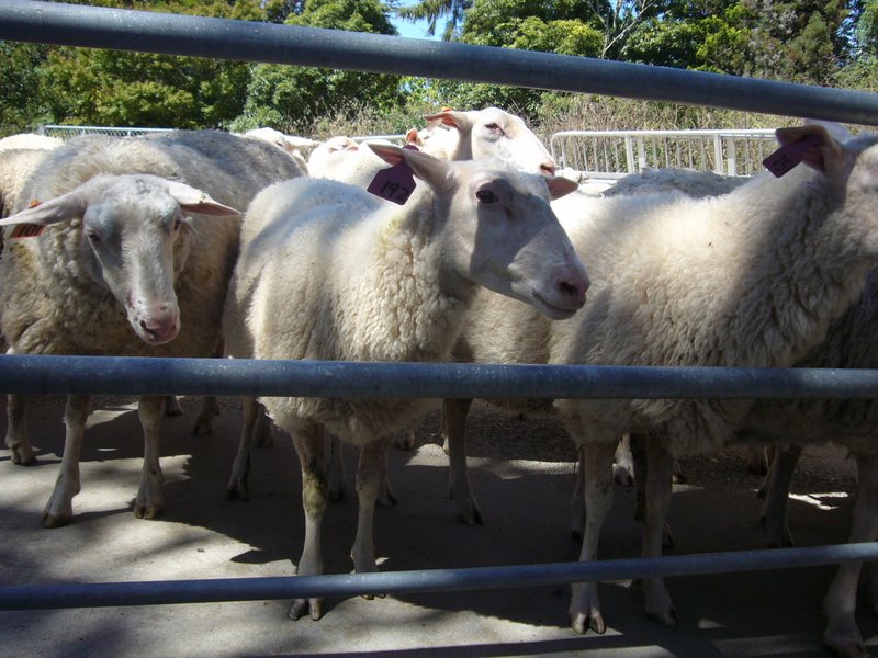 Travel - New Zealand - Sheep Farm, Motueka